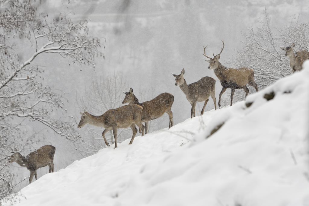 Alpen Hotel Rabbi Dış mekan fotoğraf